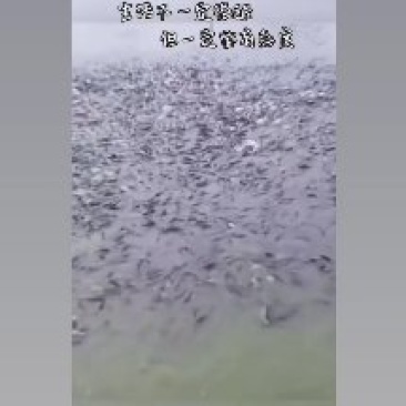 各种鱼类批发下钓堂