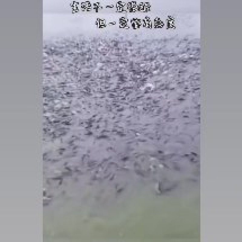 各种鱼类批发下钓堂