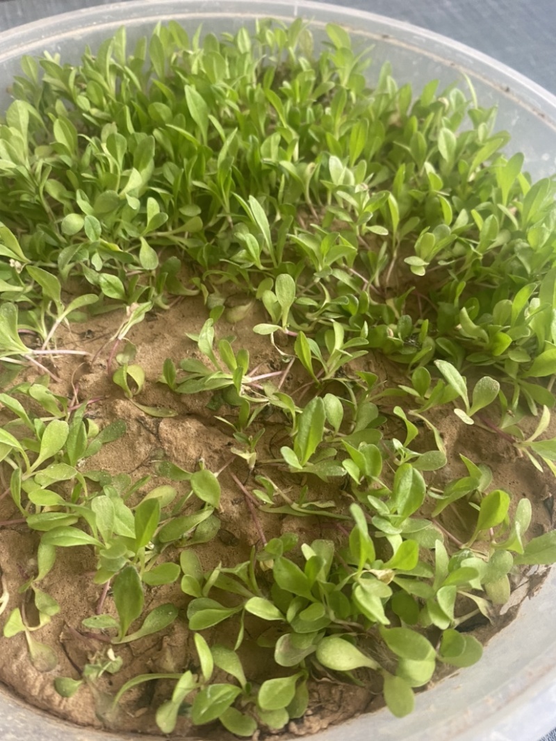 串叶松香草华夏神菊大叶蛋白菊大型育种基地批发