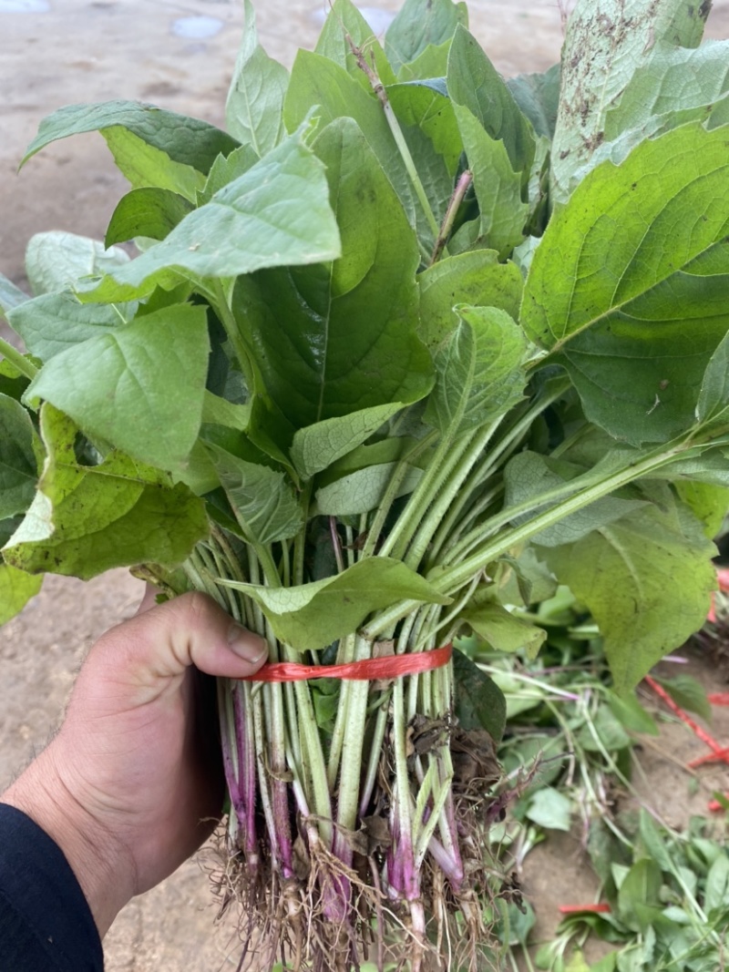 串叶松香草华夏神菊大叶蛋白菊大型育种基地批发