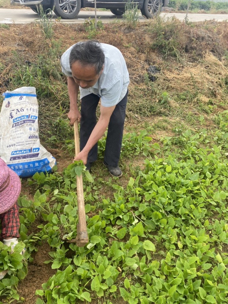 串叶松香草华夏神菊大叶蛋白菊大型育种基地批发