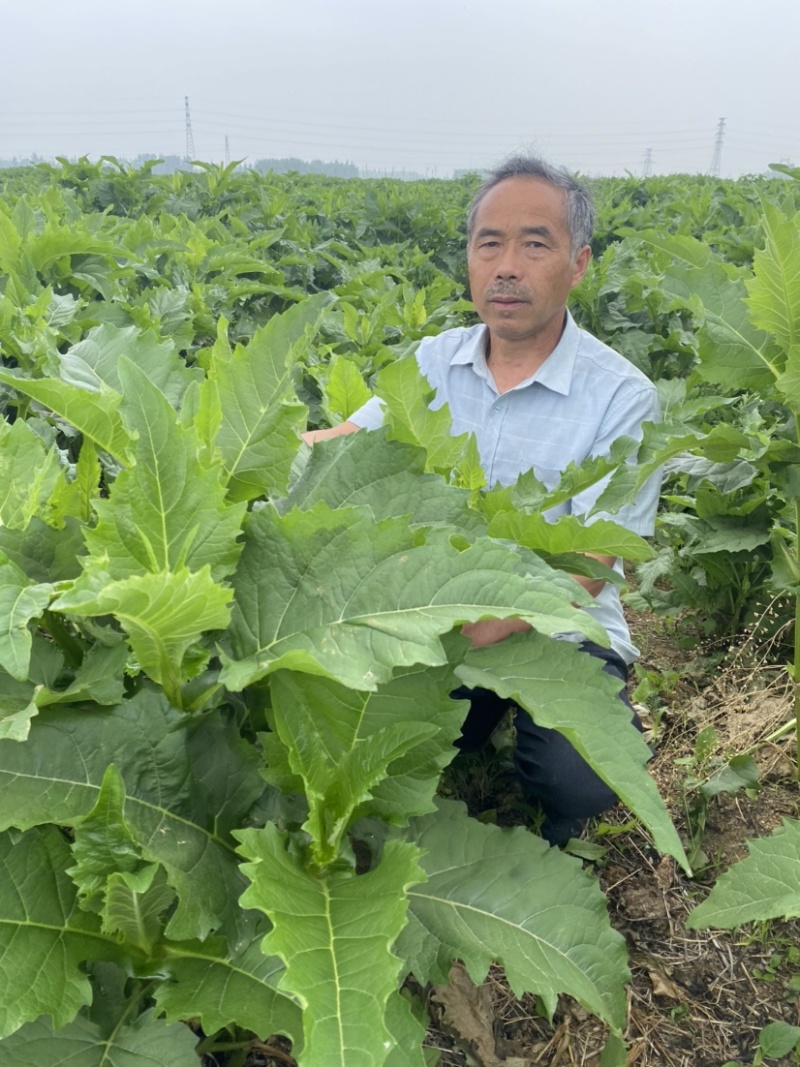 串叶松香草华夏神菊大叶蛋白菊大型育种基地批发
