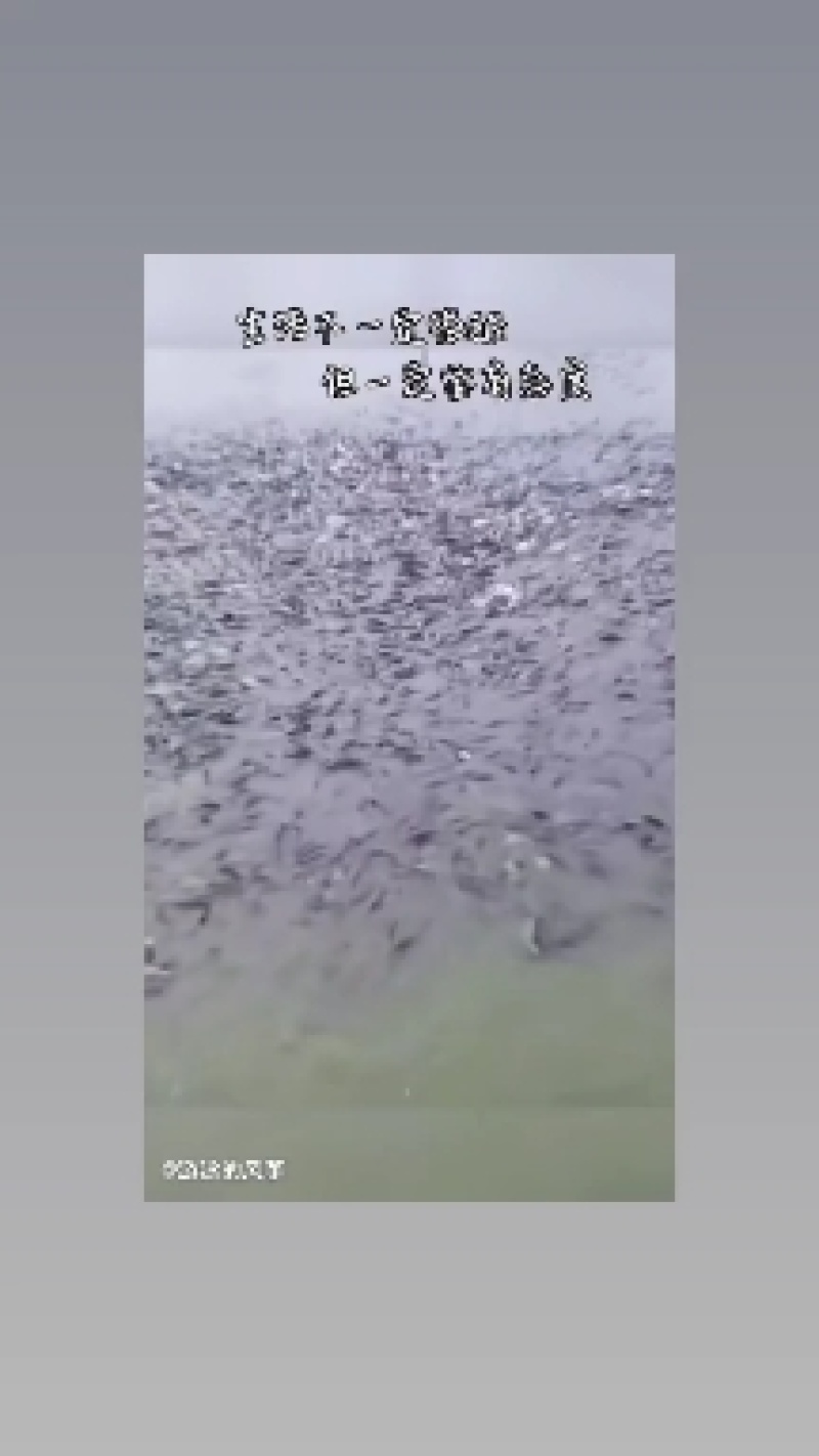 鲫鱼！水库清水鱼下钓堂
