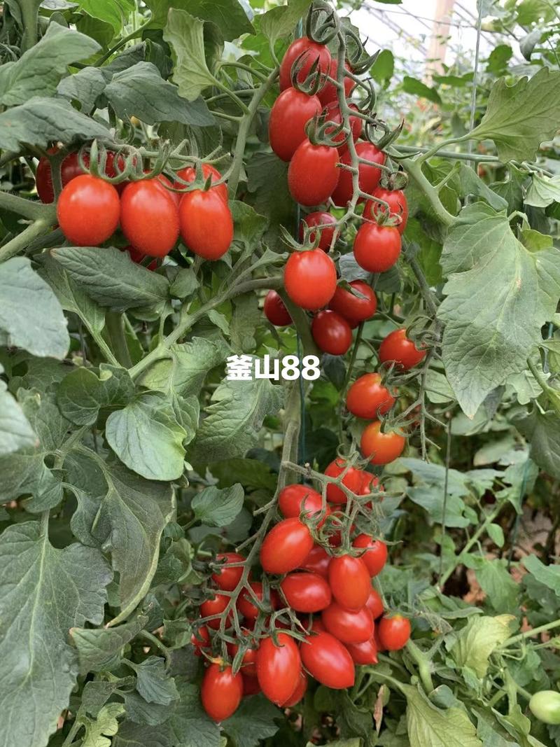 普罗旺斯番茄苗、西红柿苗、釜山88、草莓番茄苗、抗病毒