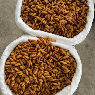 金丝蛹，质量好，厂家直销，