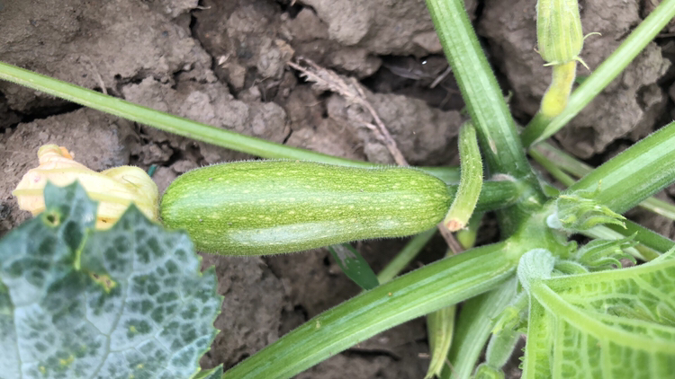 绿皮西葫芦与白皮西葫芦在田间种植对比图,展示植株形态与果实生长状态 西葫芦田间种植图