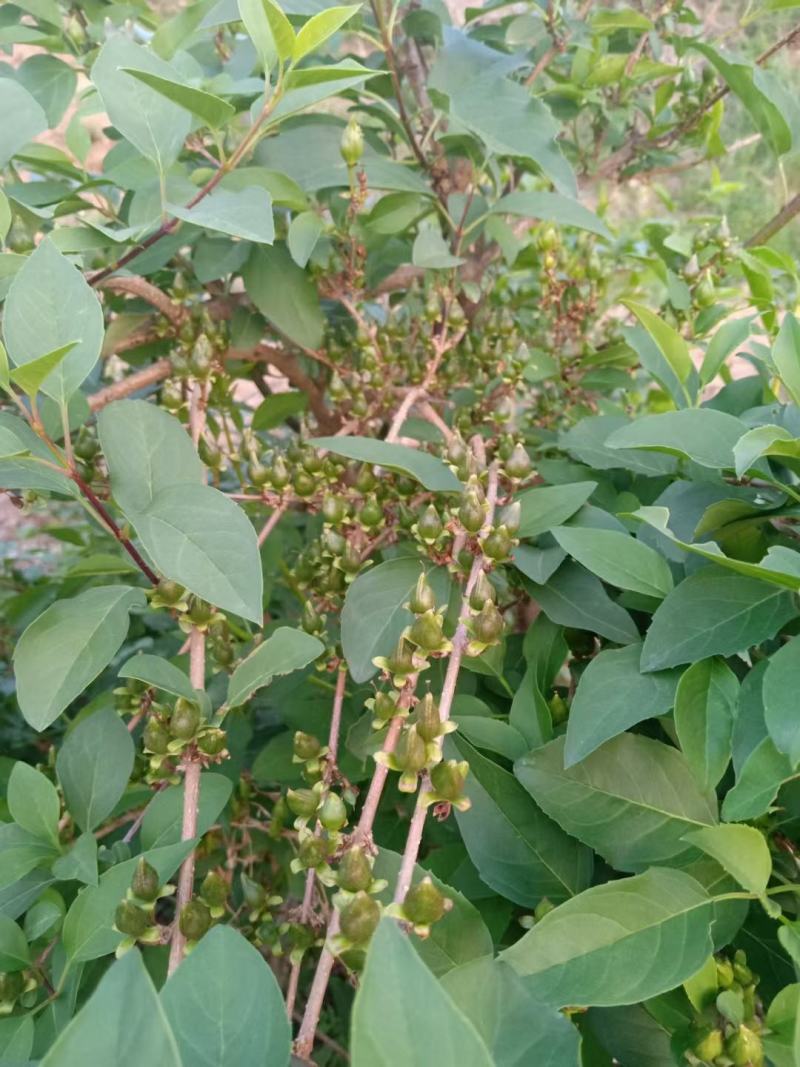200万籽播连翘苗营养杯连翘苗50万一年药用连翘苗价格优