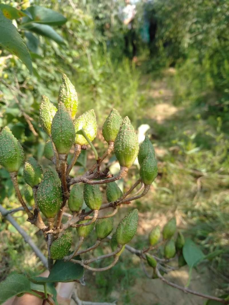 200万籽播连翘苗营养杯连翘苗50万一年药用连翘苗价格优