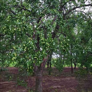 枣树，精品百年古枣树，占地枣树，枣树苗，