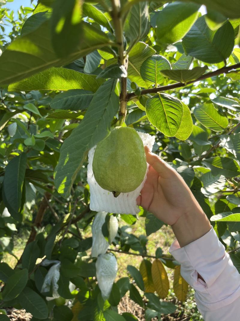 白珍珠番石榴爽脆清甜多汁。一件代发