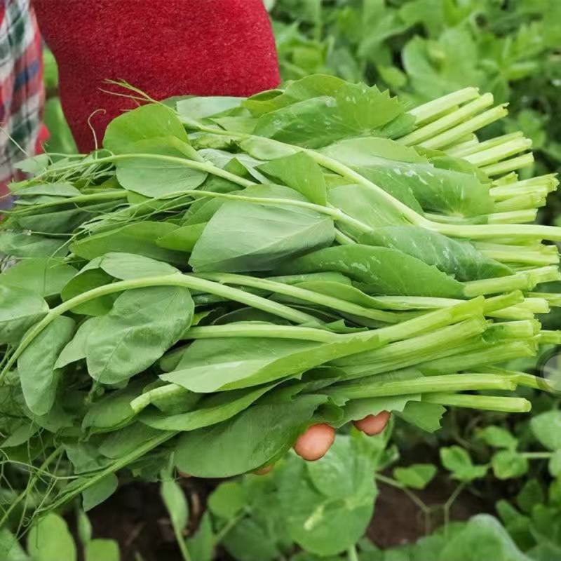 豌豆苗种子豌豆尖种子芦笋黄花菜芝麻菜菊苣菜特菜种子