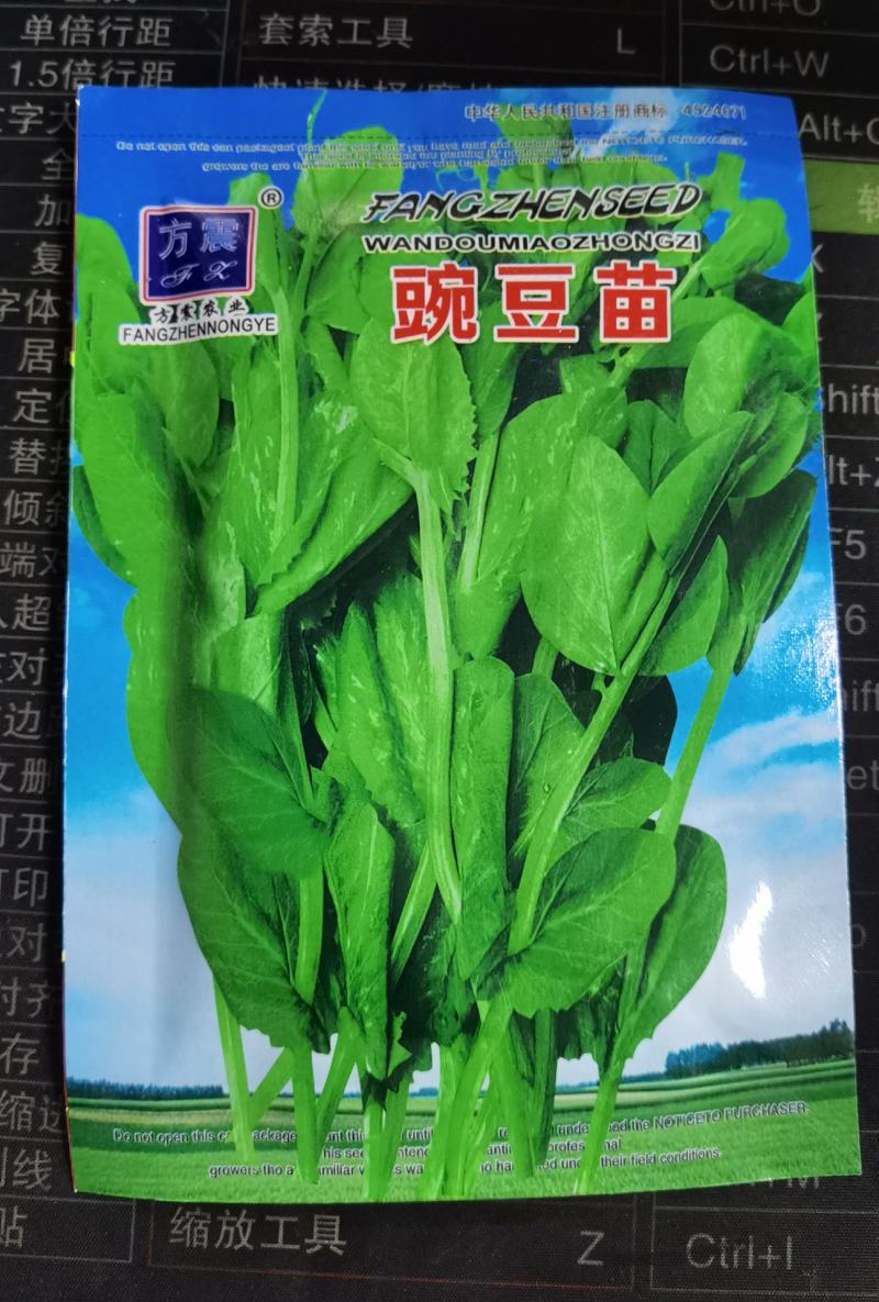 豌豆苗种子豌豆尖种子芦笋黄花菜芝麻菜菊苣菜特菜种子