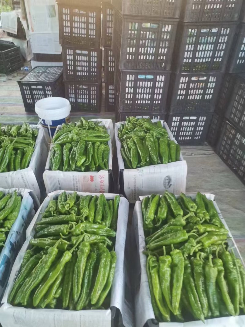 【推荐】泡椒优质301鲜辣椒线椒苏椒螺丝椒电商供应量大优惠