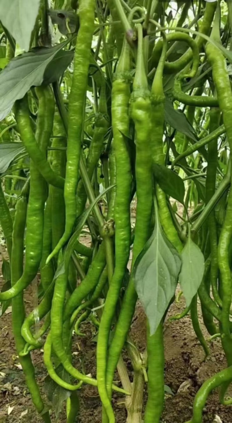 【推荐】泡椒优质301鲜辣椒线椒苏椒螺丝椒电商供应量大优惠