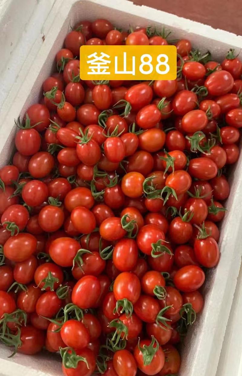千禧番茄苗番茄苗釜山88、口感圣女果苗、樱桃番茄苗
