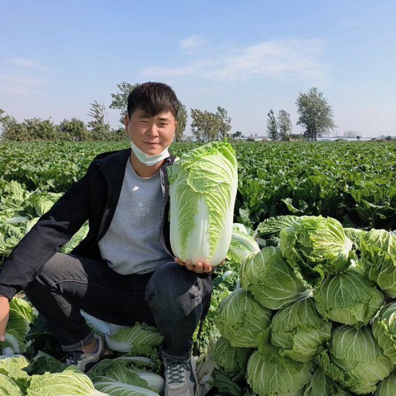 河南省夏邑产区白菜，义和秋青杂三号大量供应中，代发全国。