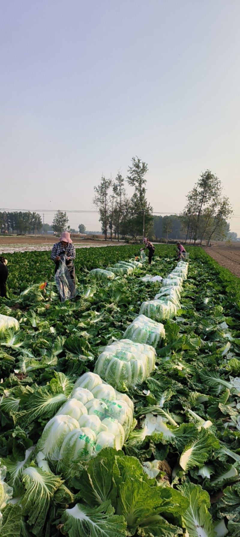 河南省夏邑产区白菜，义和秋青杂三号大量供应中，代发全国。