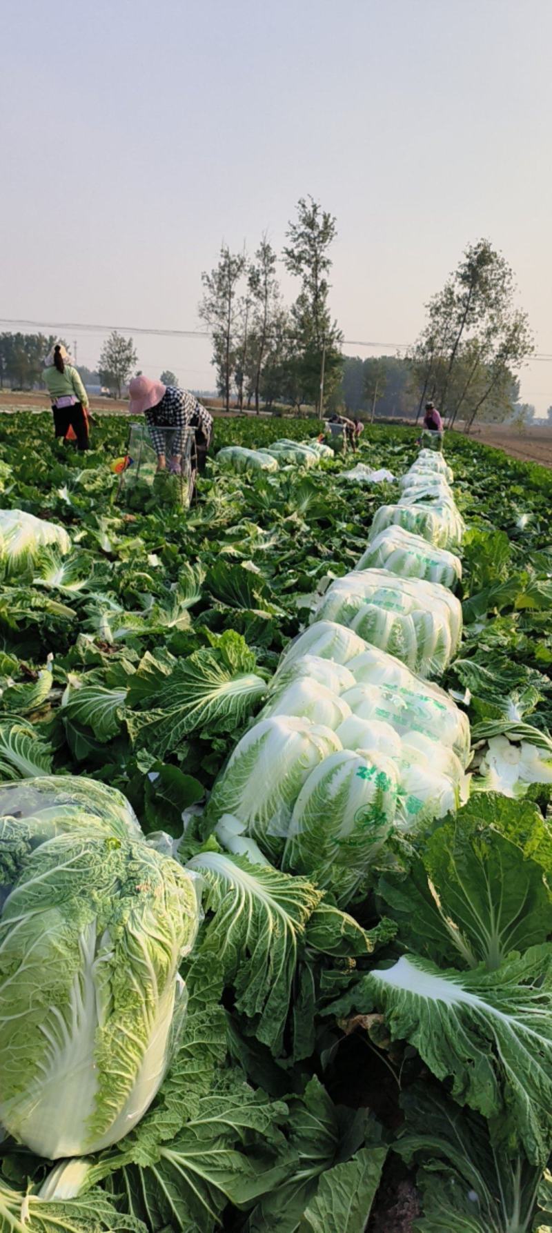 河南省夏邑产区白菜，义和秋青杂三号大量供应中，代发全国。