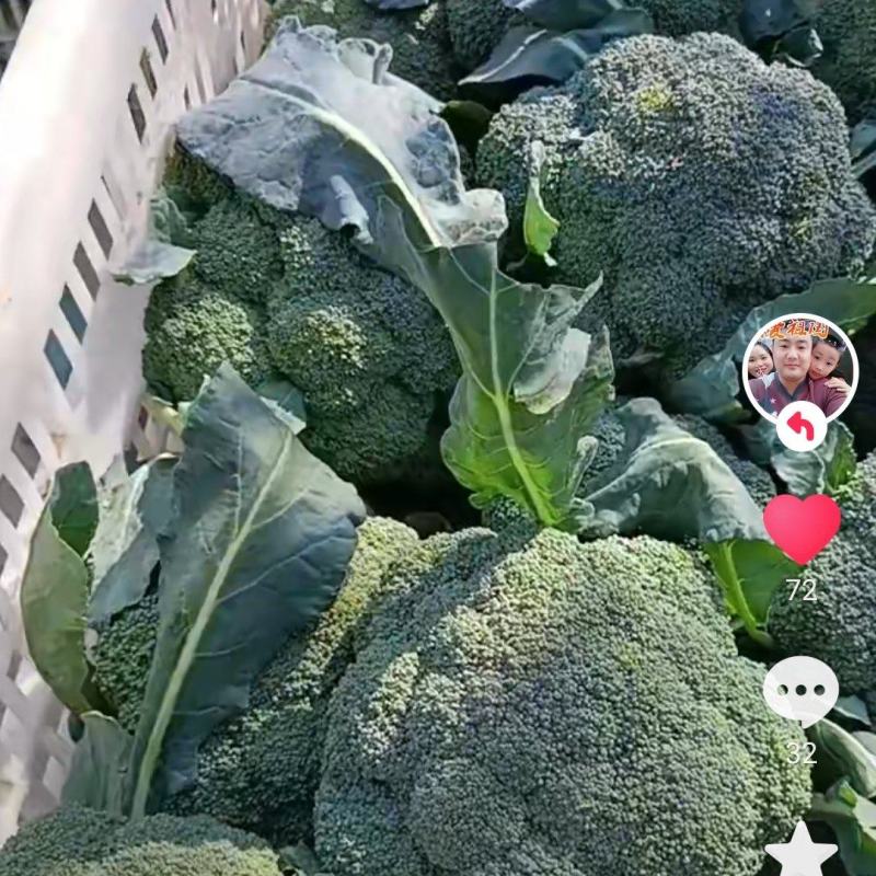 湖北优秀耐赛十一月上市，大量西兰花上市欢迎提前预订！