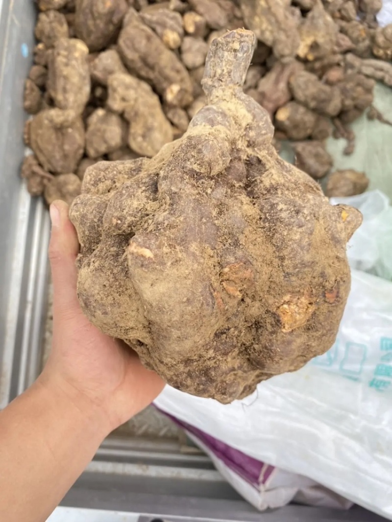 新鲜大何首乌新鲜采挖个头大高含量供应欢迎老板考察