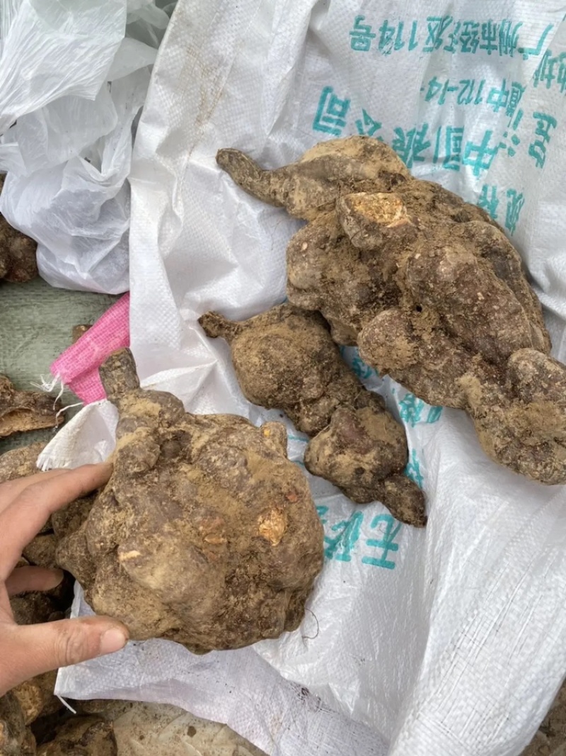 新鲜大何首乌新鲜采挖个头大高含量供应欢迎老板考察