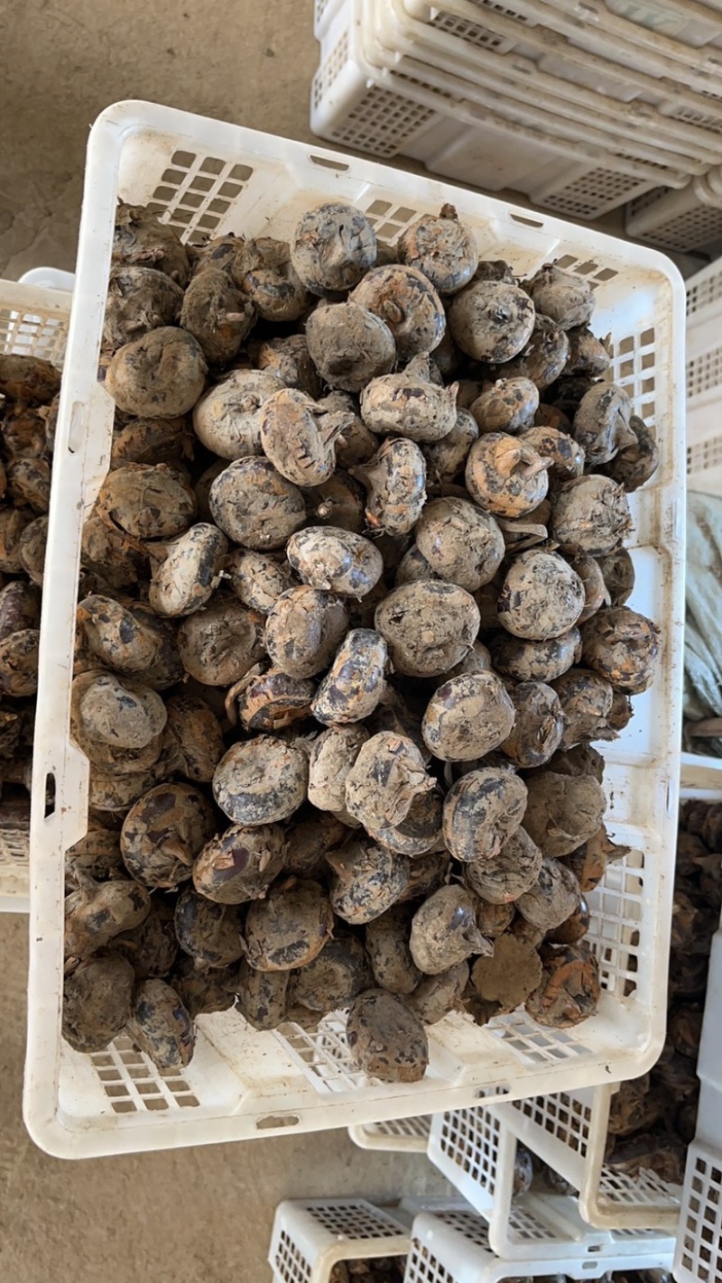 安徽荸荠马蹄大量批发，个头大，口感脆甜爽口，价格实惠！