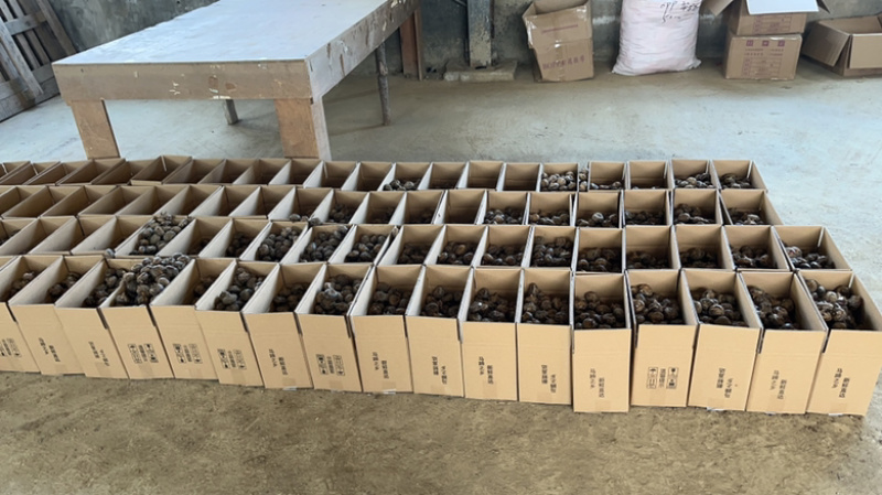 安徽荸荠马蹄大量批发，个头大，口感脆甜爽口，价格实惠！