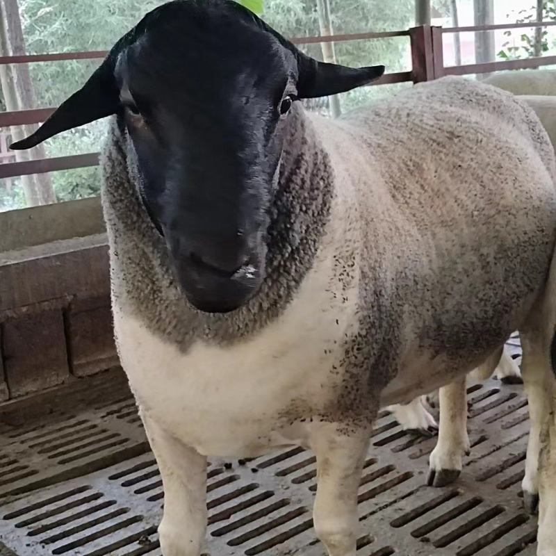 黑头杜泊绵羊规模养殖多胎多肉