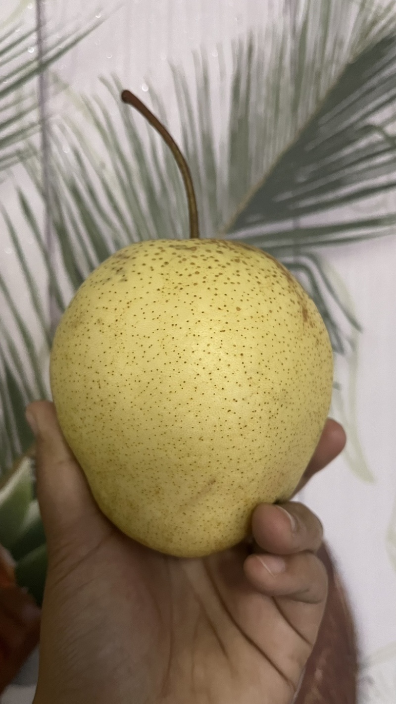 雪花梨当季采摘肉厚多汁甘甜可口