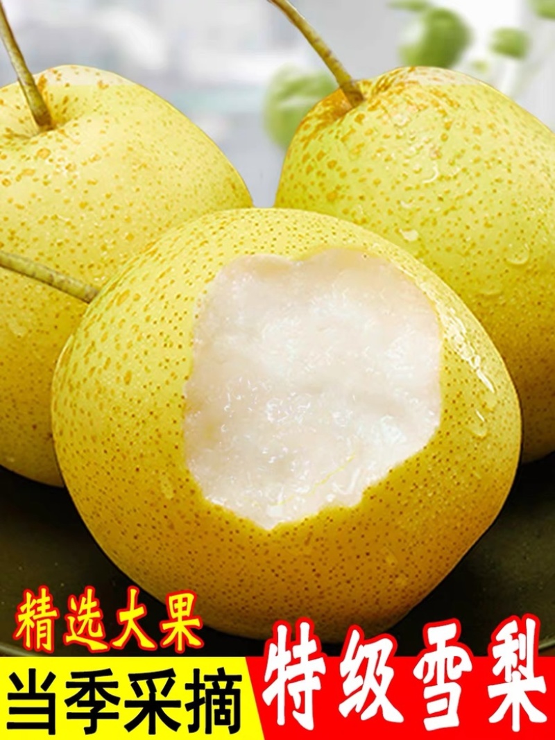 雪花梨当季采摘肉厚多汁甘甜可口