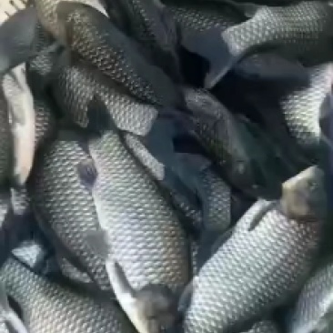 【推荐】渔场批发鲫鱼鲫鱼鲫鱼鲫鱼皮毛好