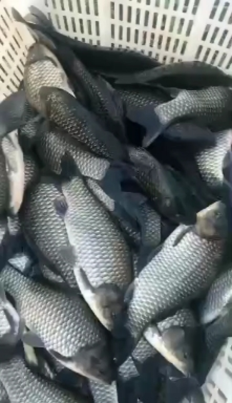 【推荐】渔场批发鲫鱼鲫鱼鲫鱼鲫鱼皮毛好