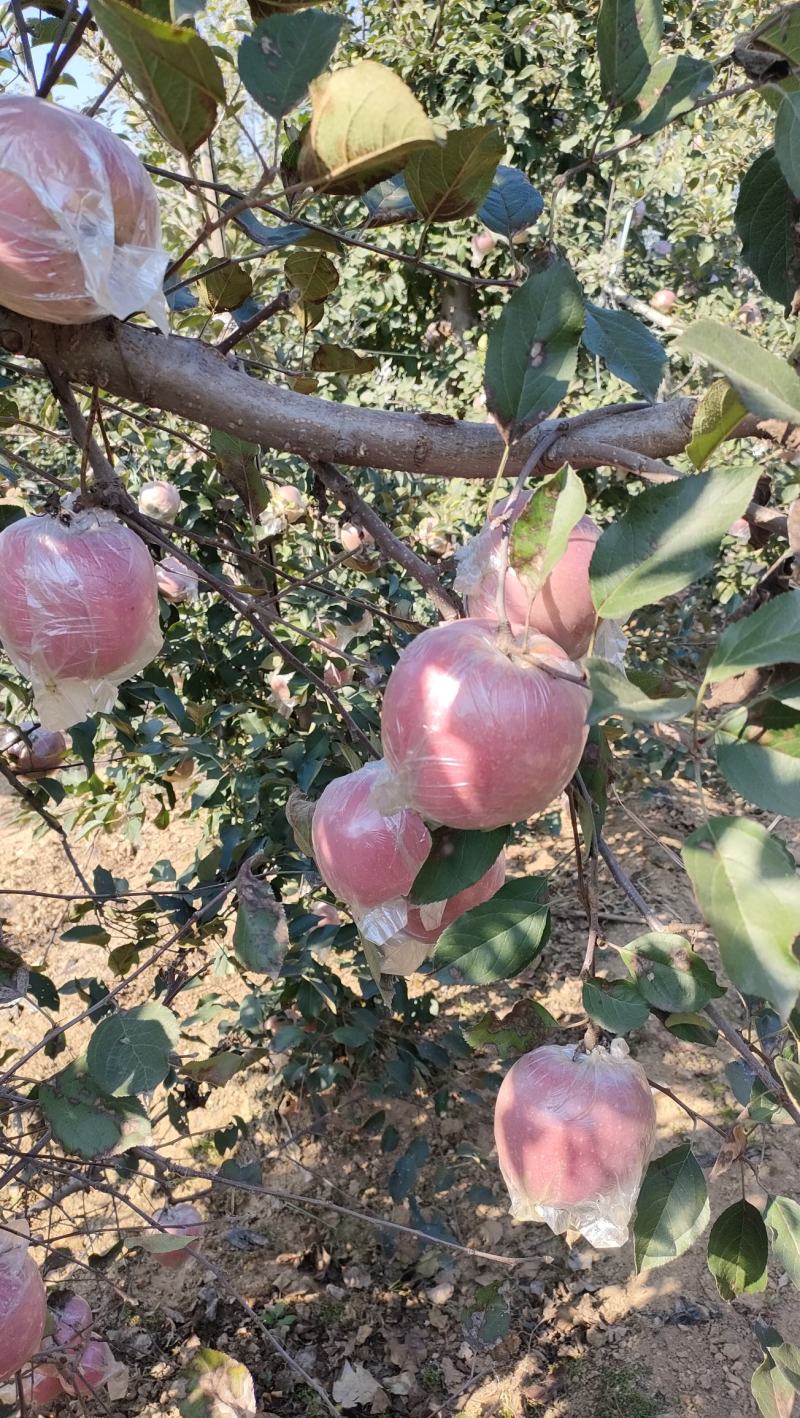 山东膜袋红富士苹果大量有货销售，口感脆甜，价格便宜