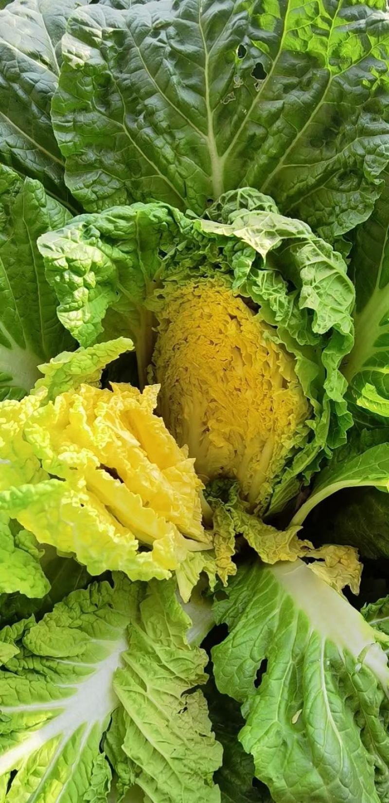 山西吕梁新鲜大白菜，黄心大白菜大量上市新鲜采摘对接全国市