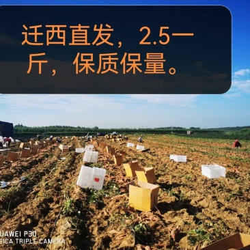 河北唐山迁西县蜜薯基地直发，2.5一斤，不包邮。