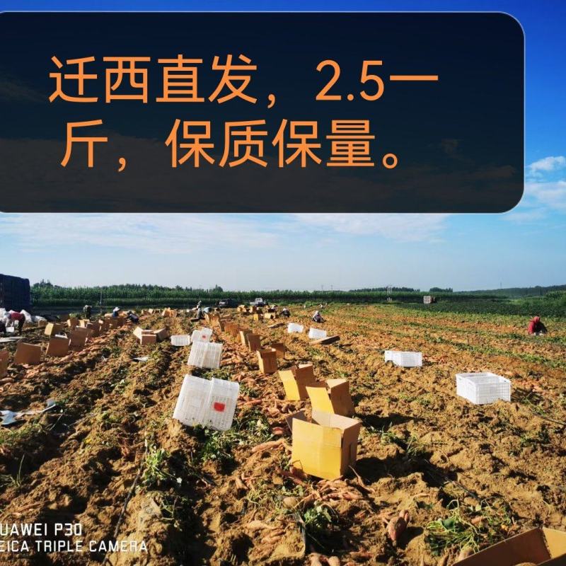 河北唐山迁西县蜜薯基地直发，2.5一斤，不包邮。