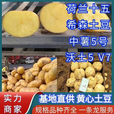 【希森6号土豆】开封通许产地直供规格齐全价格便宜