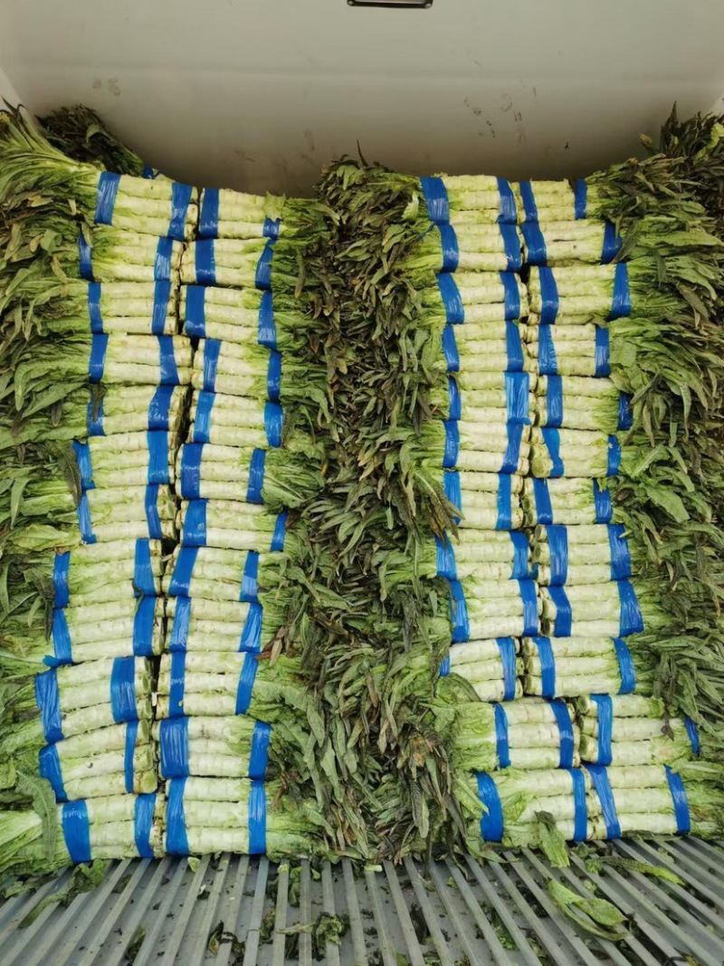 万亩精品红尖叶莴笋莴苣对接批发市场商超价格优惠