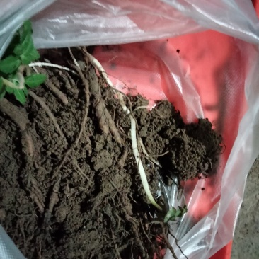 羌活种苗三十颗包邮量大议价支持盆栽试种