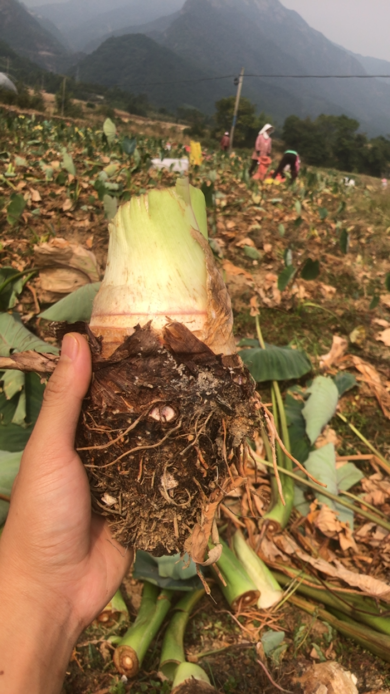 荔浦芋头产地直发没中间商！