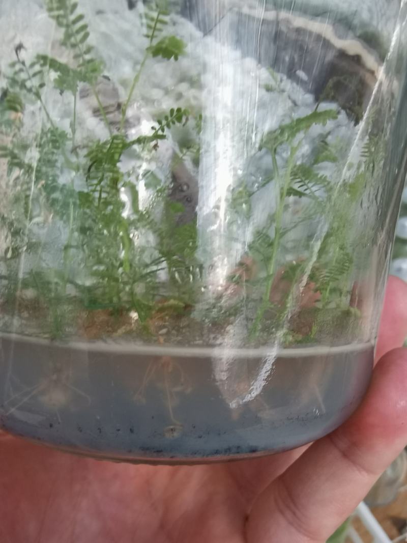 黑木相思，造林苗，复绿苗，可做红木家具！！！