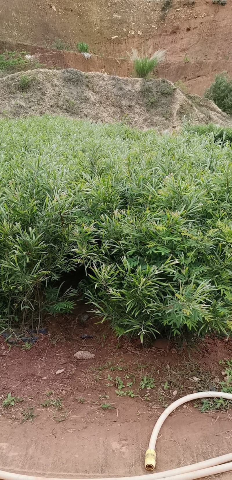 黑木相思，造林苗，复绿苗，可做红木家具！！！