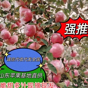山东红富士苹果80mm以上精品山区货火热供应！质量保证！
