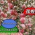山东红富士苹果80mm以上精品山区货火热供应！质量保证！