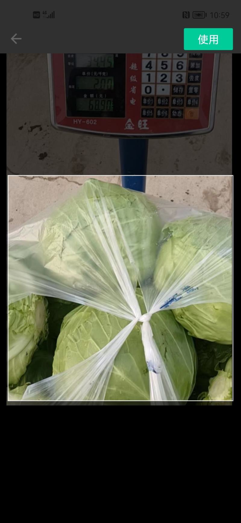 甘蓝，白菜