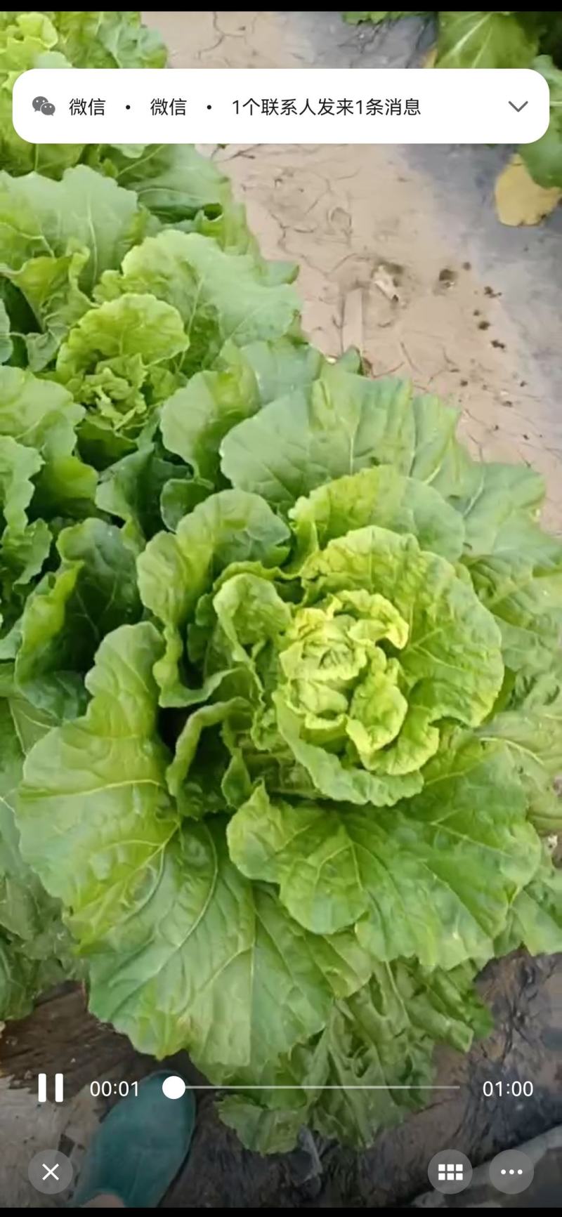 甘蓝，白菜