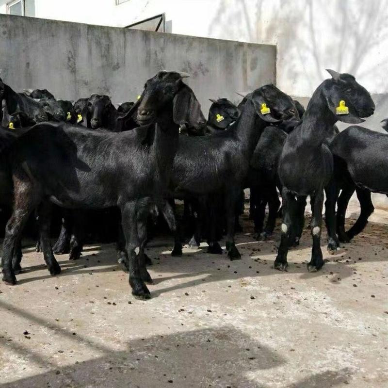 努比亚黑山羊种羊怀孕母羊羊苗商品羊怀孕母羊