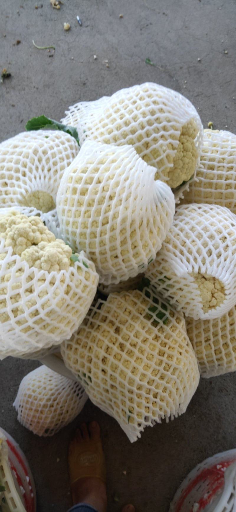 福建漳州漳浦优质松花