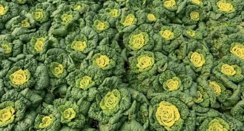 大棚黄心菜上市天然口感好黄心菜量大从优一手货源欢迎您来电