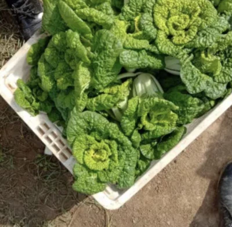 大棚黄心菜上市天然口感好黄心菜量大从优一手货源欢迎您来电